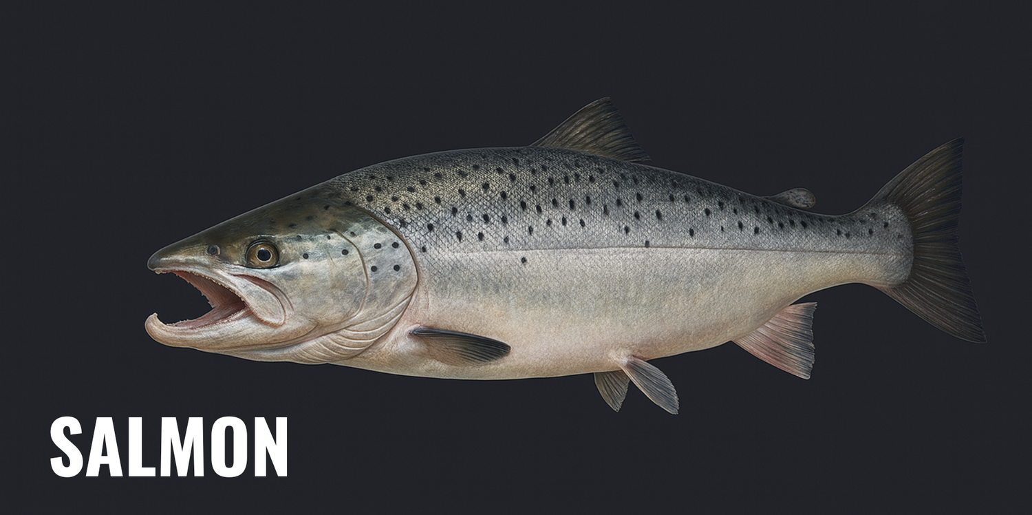 SALMON